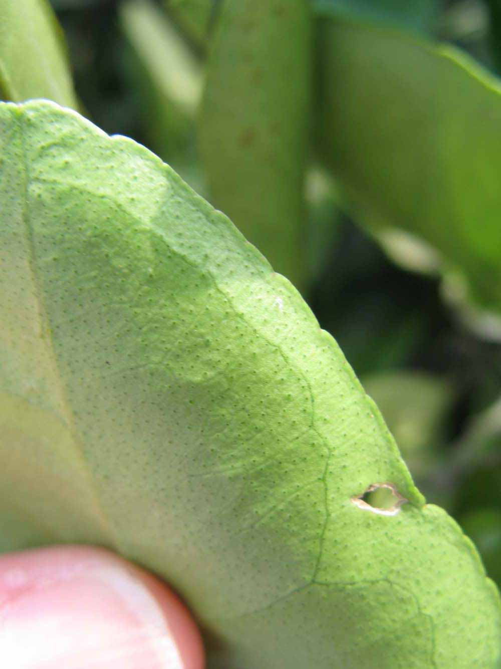              Margin (Winter Haven, FL)       